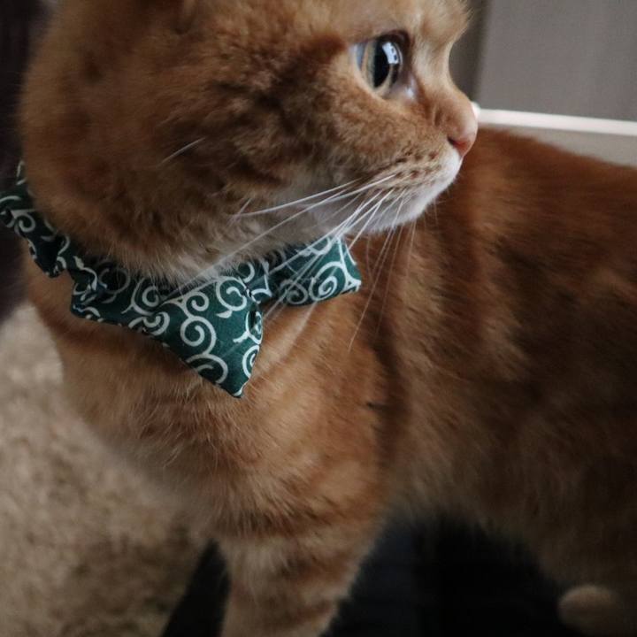 3977e161 2aca 4dc8 8081 2f06a6d74204 1586173910211