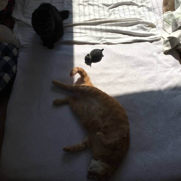 3978e02f a753 4d94 9be3 aa0a0a90d293 1562460664781