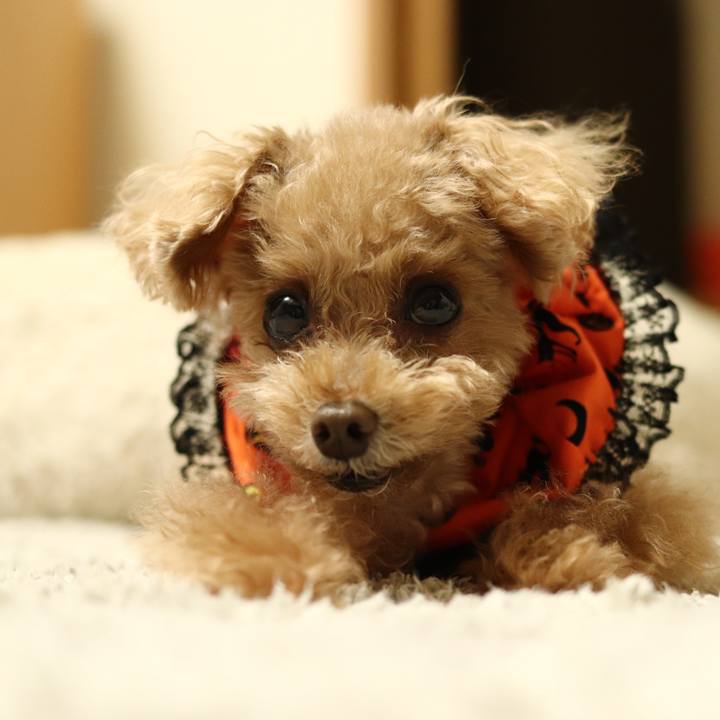 39793db3 ef5d 4564 9ef3 00723a7502f8 1604842707386