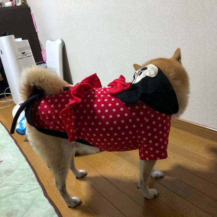 397bf93d 33ec 4076 a249 ae323ac4832a 1576140378711