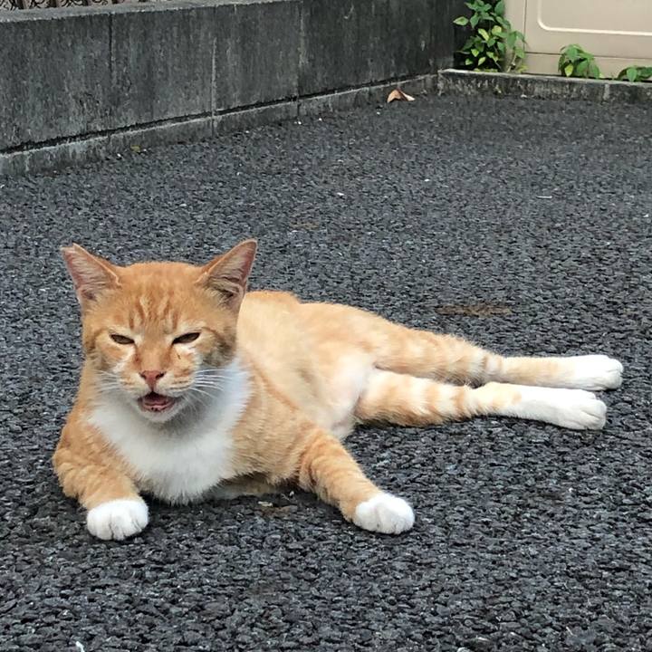 397d58d4 3933 416a 8a5a 7fd7e39ce2c8 1565553790398