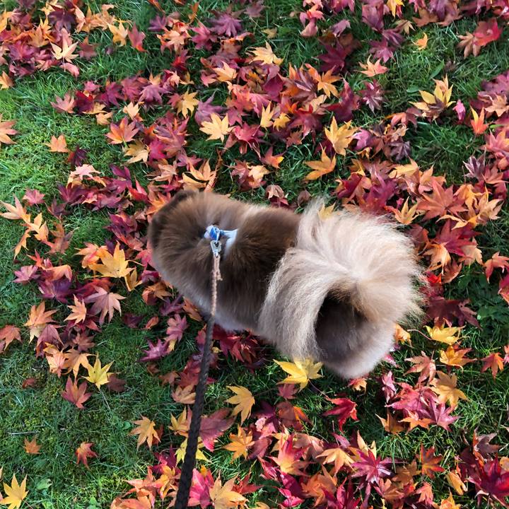 397eb49a 761d 4530 944c 702c31164db0 1541309215823