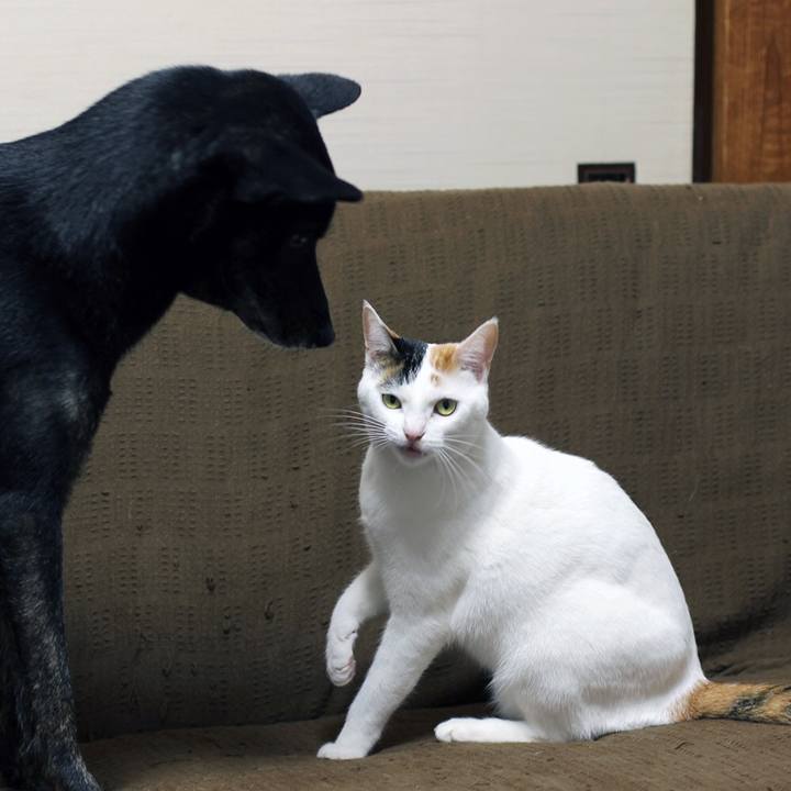 397f9c23 1774 4377 92ab 04ee41a3a4e1 1596884845683