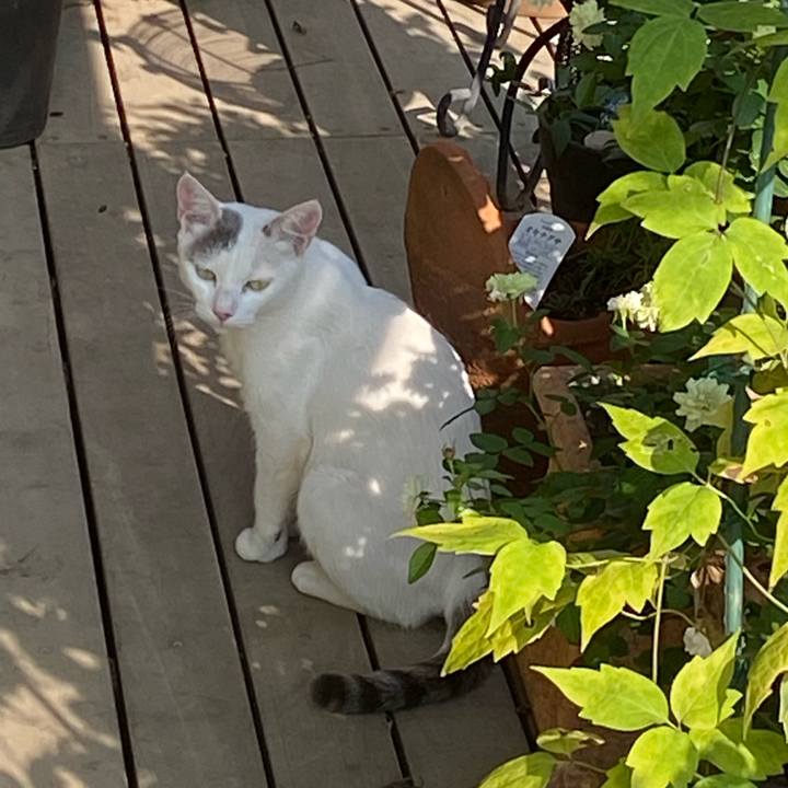 397fe61e db7e 4f83 a700 aca714cb52c9 1597820856521