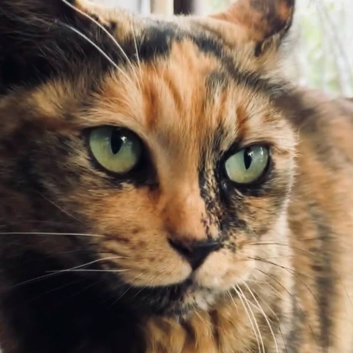 39804387 e253 4fc7 85ad 90c364ac4d59 1742212322852