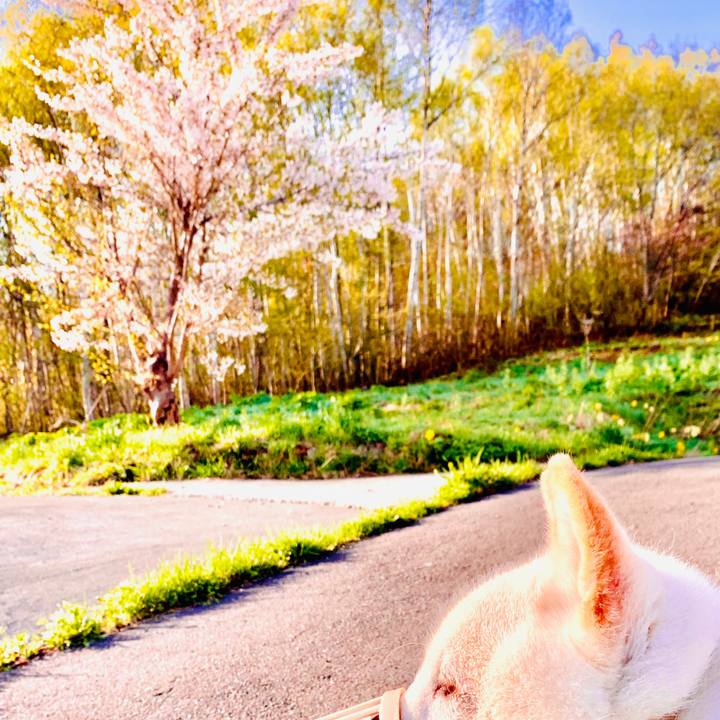 39815697 9e36 4967 9802 337414ace4d8 1588894406718