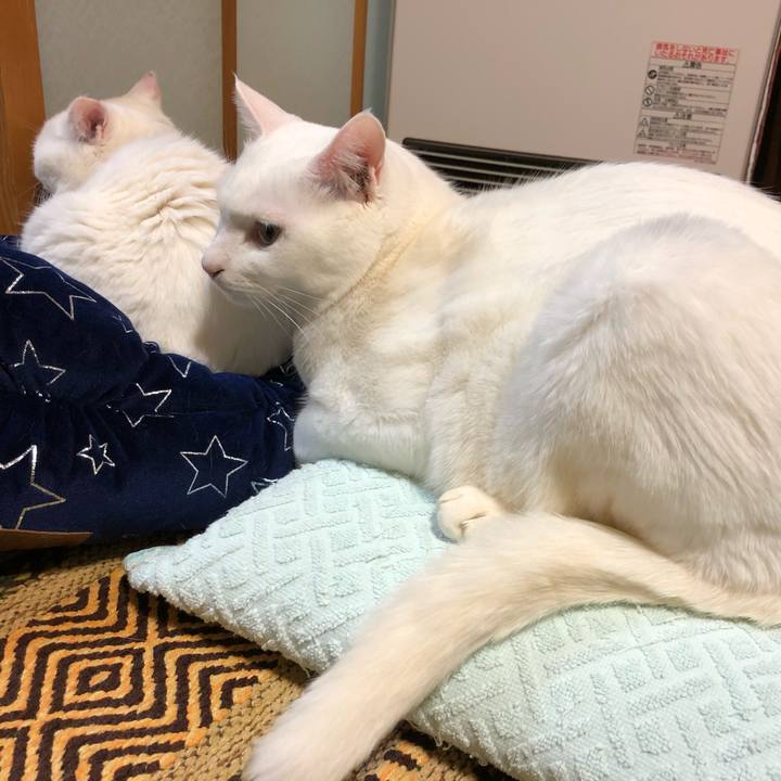 3985e0ee de0d 403b ade3 452620ed6777 1547795635635