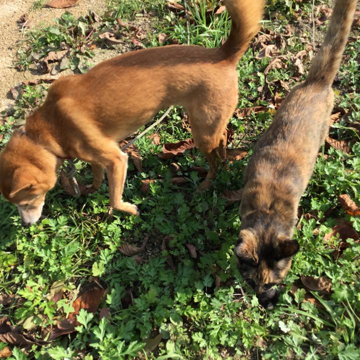 39867450 19d7 4747 902f b9f48b69b097 1510194602479