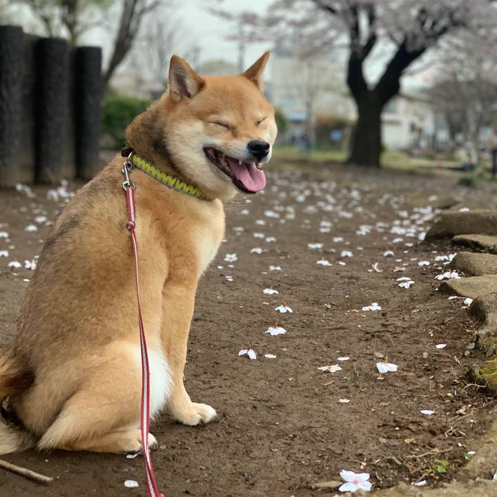 3987285d 73ef 4fcf 9a41 bdbb58a52ad0 1774784225844