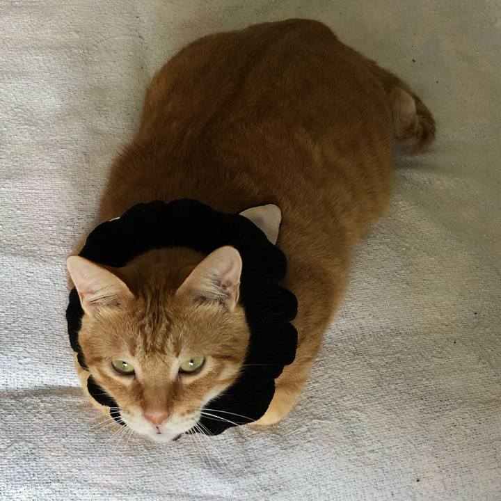 398af583 f2f1 49fc b060 88a32a3adc91 1570253633124