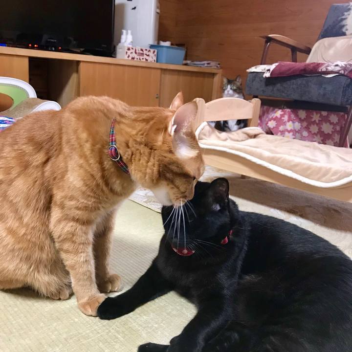 398b79b3 8d99 4e7b 86a5 9945b3fd532e 1549606393205