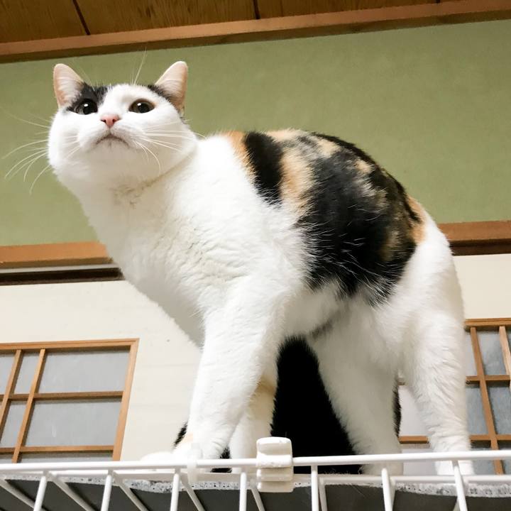 398d044b 739c 4b7d b700 d4118712c9b4 1521122966018