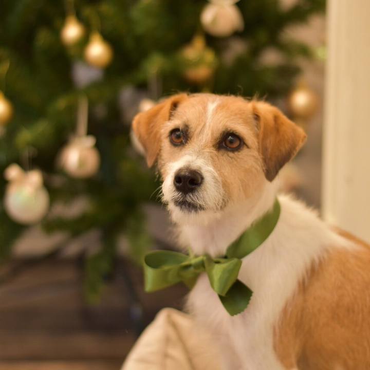 398daaf1 74e7 45aa 8bea 0e936aad61c0 1544430017113