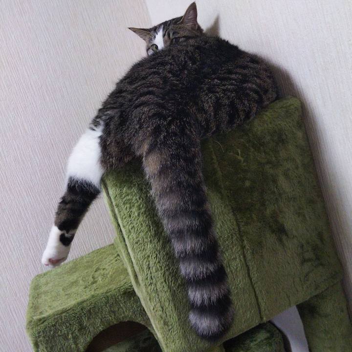 398e06c5 fd1a 4de7 ad00 0333c0064de0 1627121007557