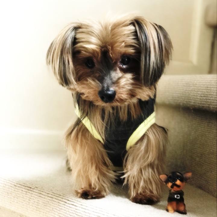 398e36fb 8452 418c b1fc ae148231c98c 1522973024005