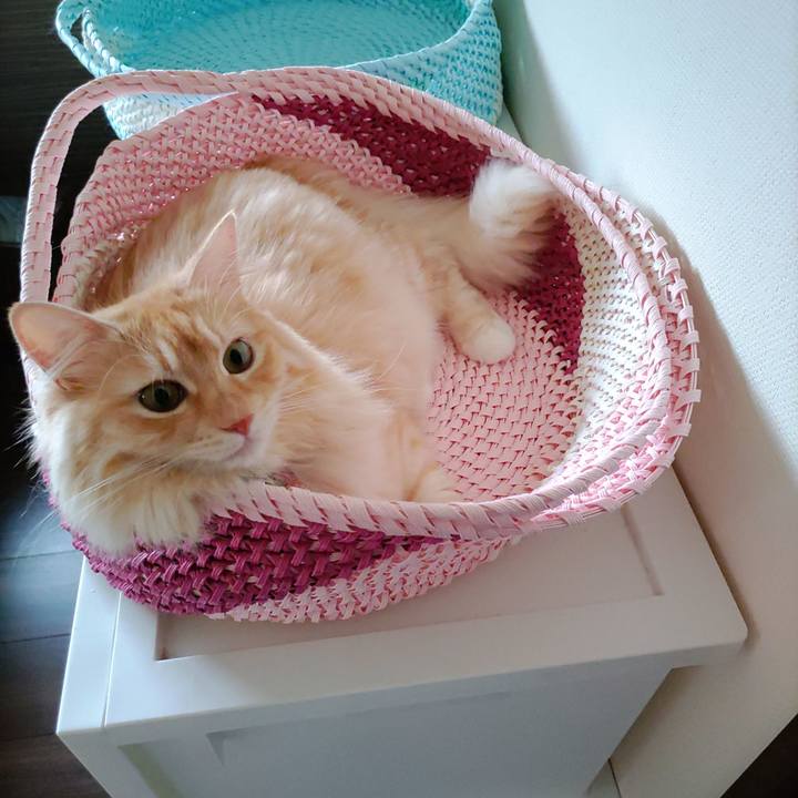 3991b654 f62c 4ac0 b1ae 5a3663f7aa67 1659686544355