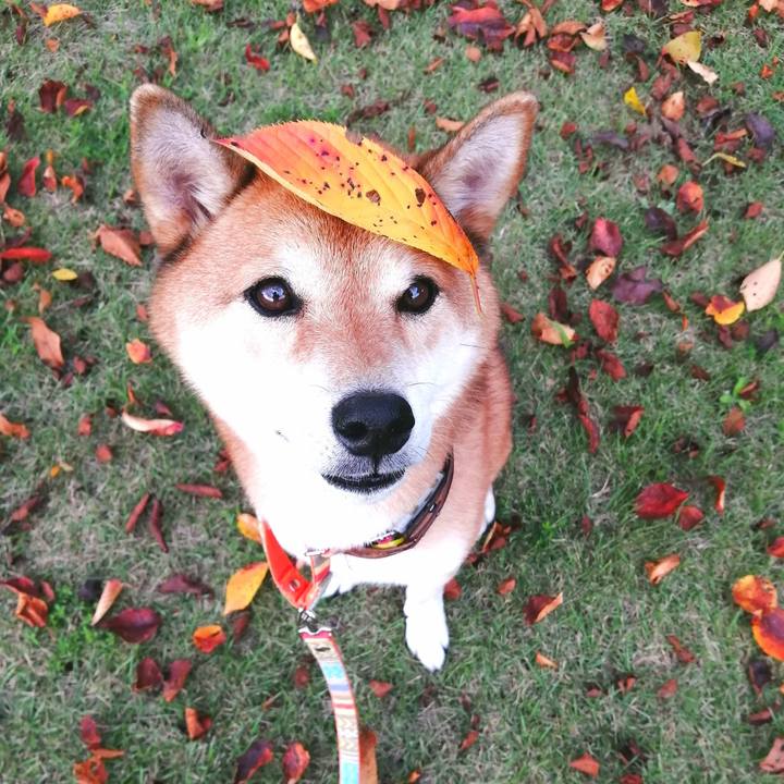 39942402 5865 4c8c ac2b 1312b76c700b 1662883353786