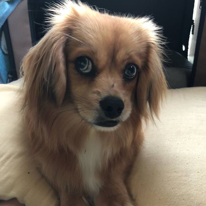 3995c4f2 0c4c 4aa1 8e89 06d1fa316fa8 1527715875677