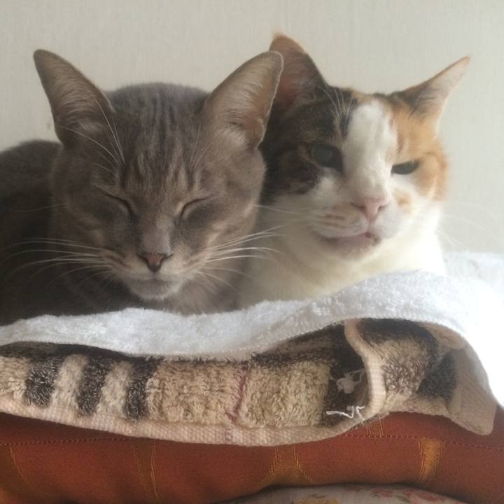 39974572 e513 4258 bf34 f7b69b3af6b1 1541547228226