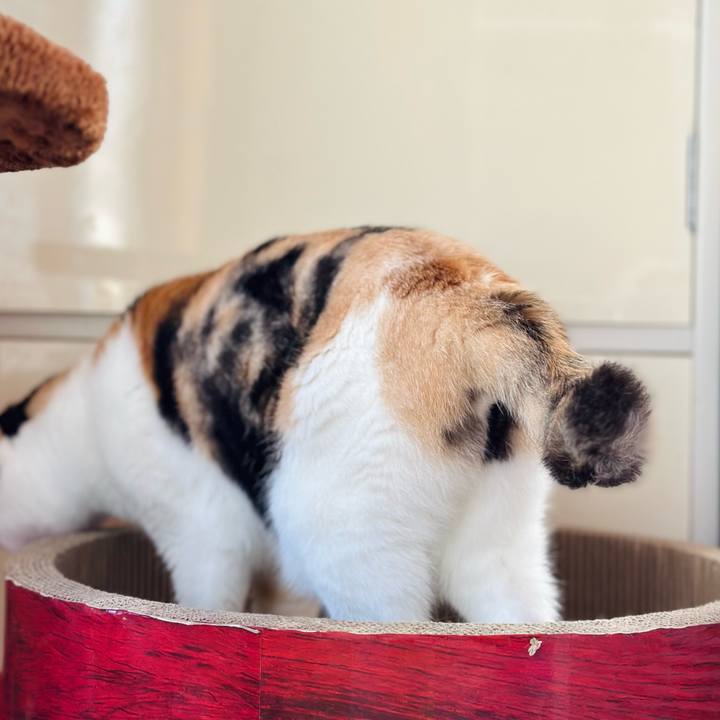 3998277e 6bec 40eb b96f 4318fa42e444 1698628187646