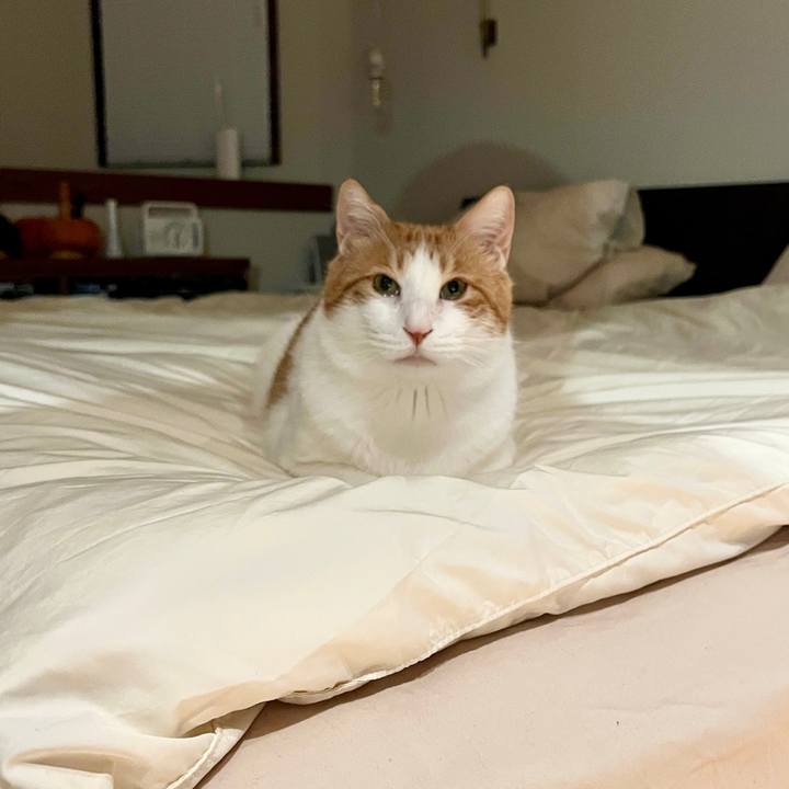 399aa5ed 4059 44bc a9b0 ccdef79e645d 1763732736877