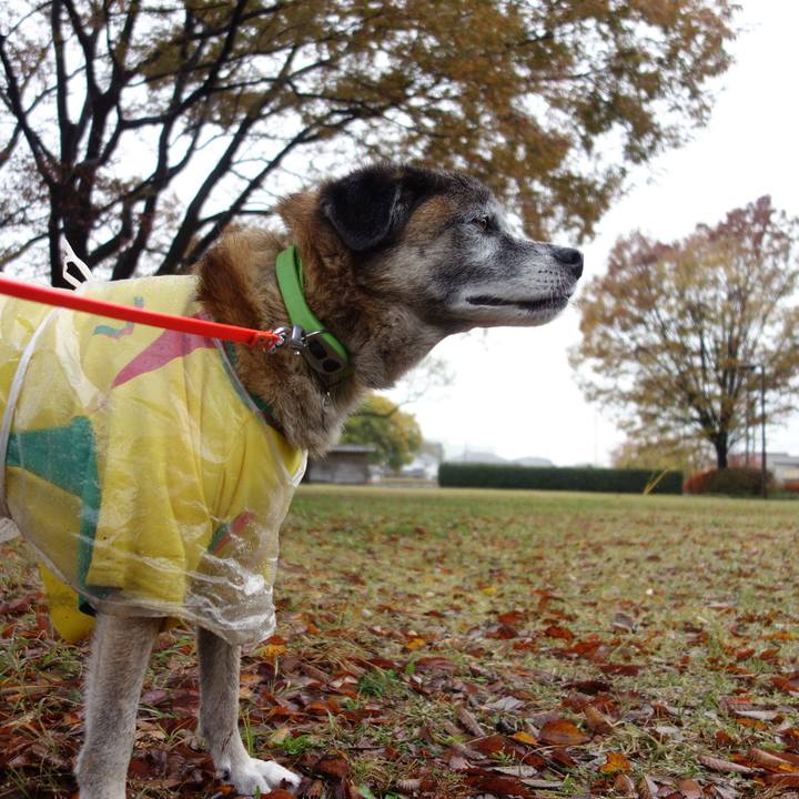 399b0dfd 203a 40db 99e1 ab0621e026e0 1574555362791