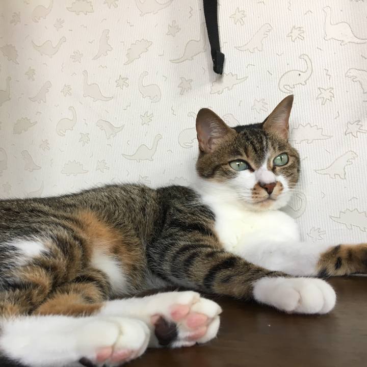 399b6901 c5fb 4b5d 85ca 9d78f2727dcc 1526451872743