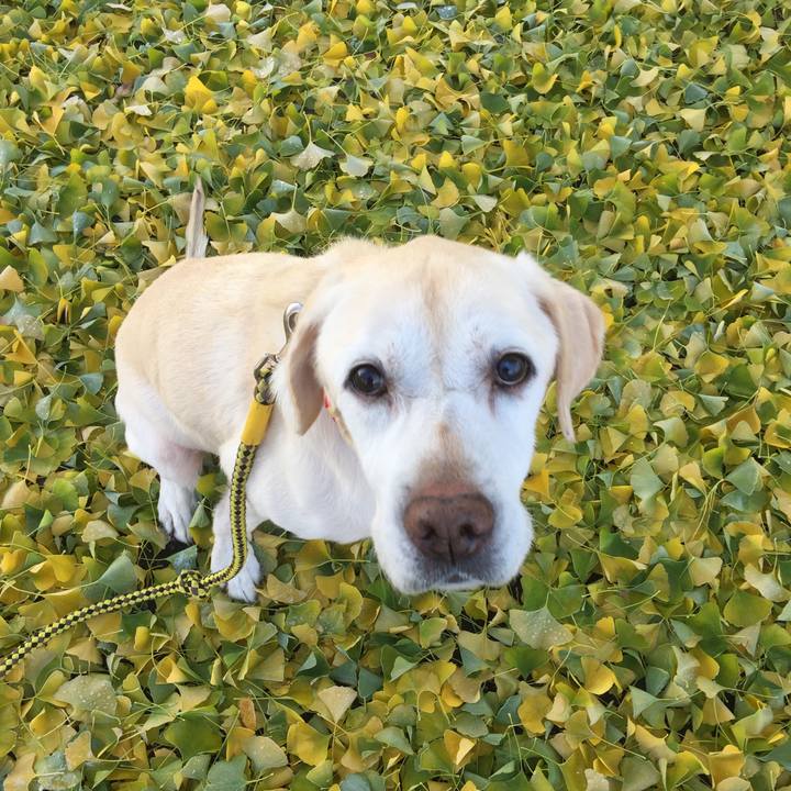 399f0246 1ee1 4e99 a5a6 af2dab1c5d1c 1511324580912