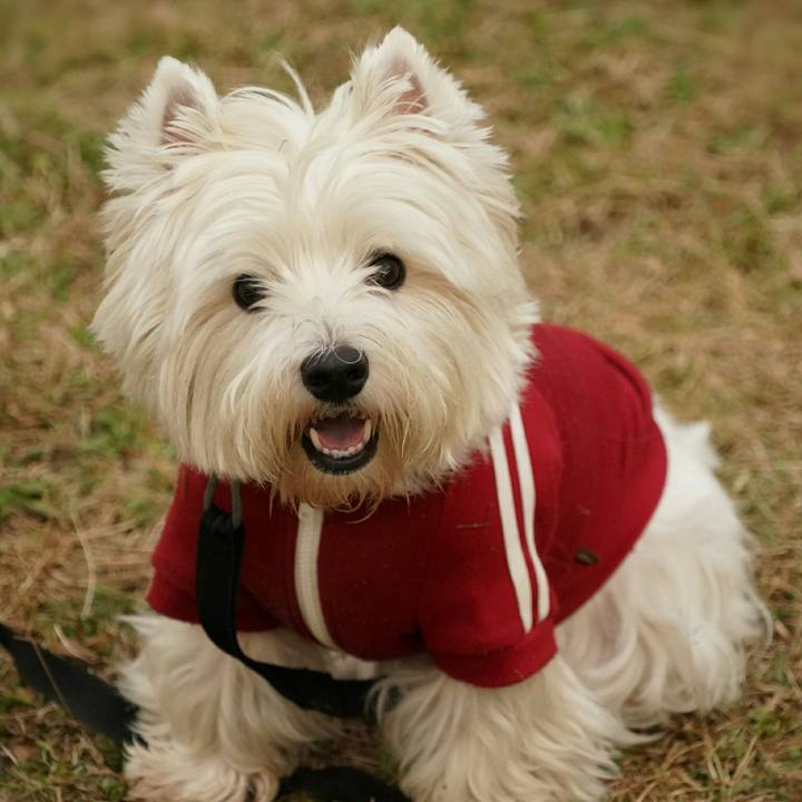 399f294e e954 46a5 bce9 3144d9ed704d 1512196767869