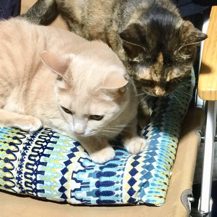 39a07e23 5b57 42a1 a7fa 0c9c2f878768 1535885429809