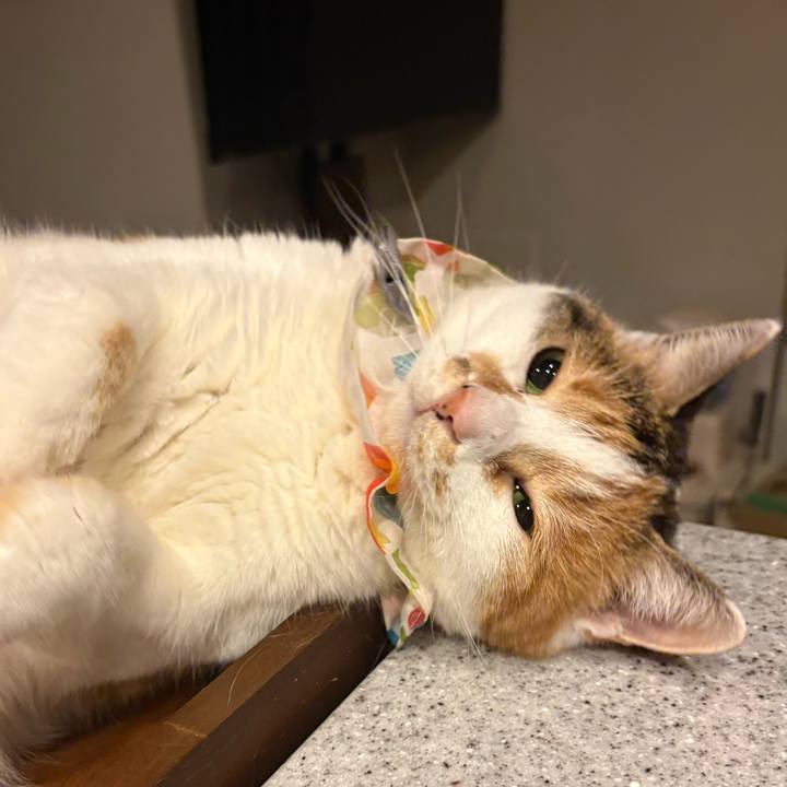 39a1054f fa97 435f b8b4 bf23df98ec8e 1770248018383