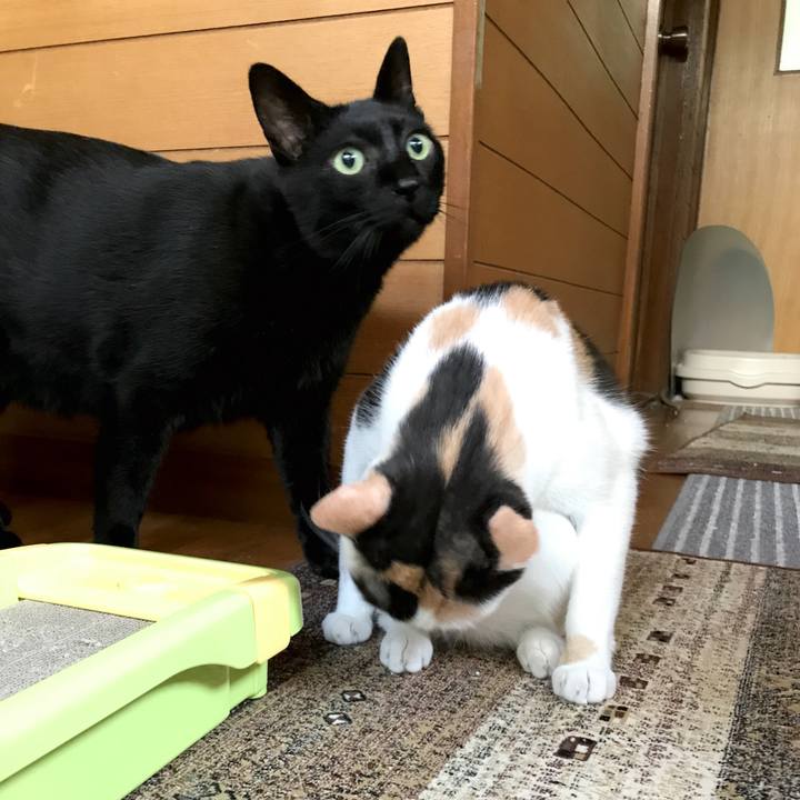 39a210f8 9c29 42da b93a a1dbe63b8b64 1535899938867