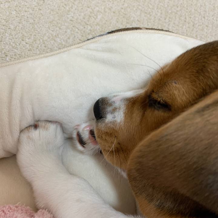 39a2b84a 7667 478f a4f6 bf49b12cd81d 1619693572128