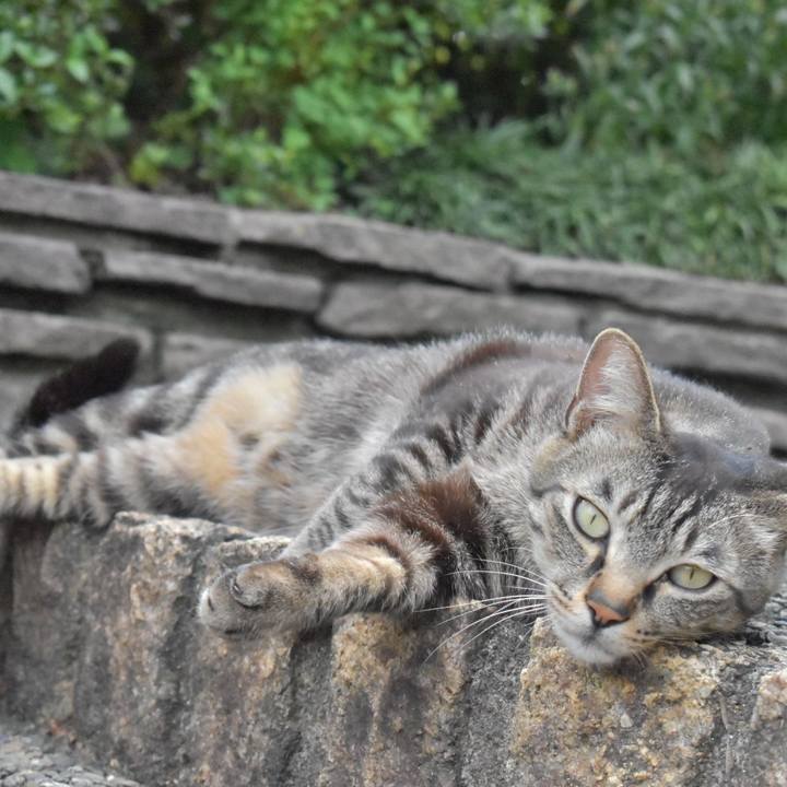 39a49bf0 7963 437b a91d 51c35e95c1ab 1526804438474