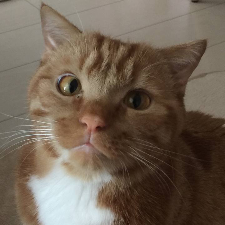 39a4edfa c70c 437f b247 6a9f601b9b10 1528516564623