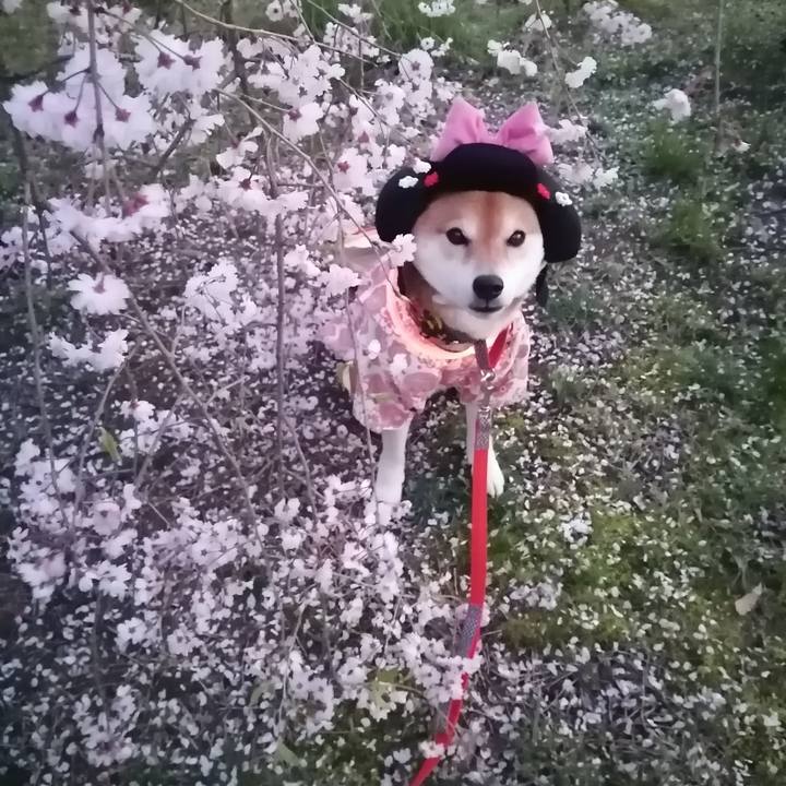 39a7a49e 6cb4 485c 89ef 0dff2c750e82 1680345965182