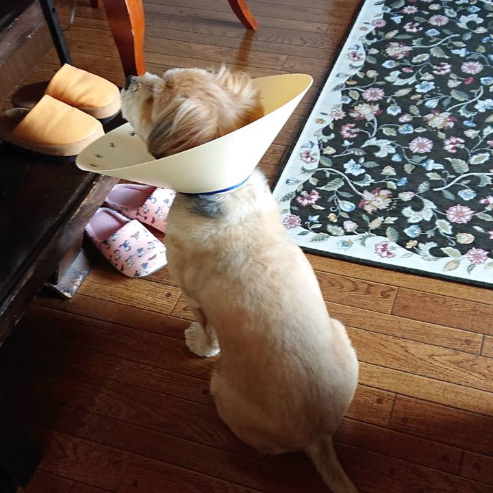 39a85bca 29b6 4dc9 b344 2e9b2cee77d3 1588148055248