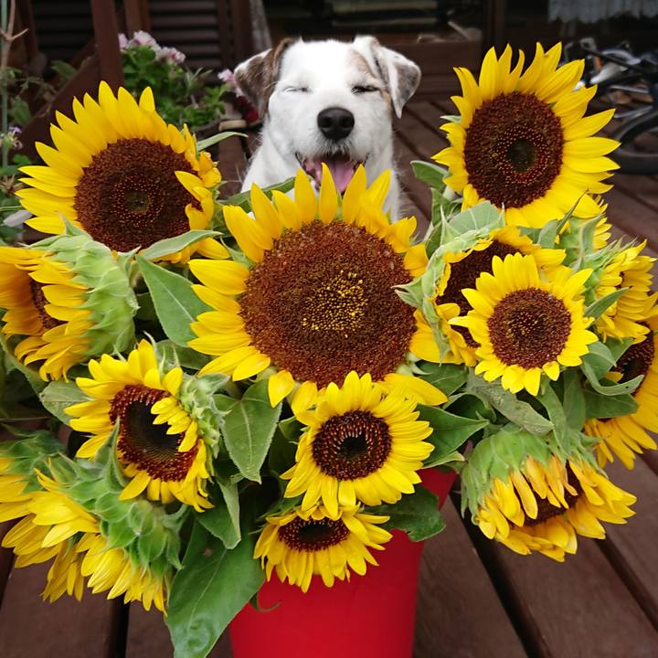 39a9fd30 f291 40c3 aecd 8cb731244330 1536104016314