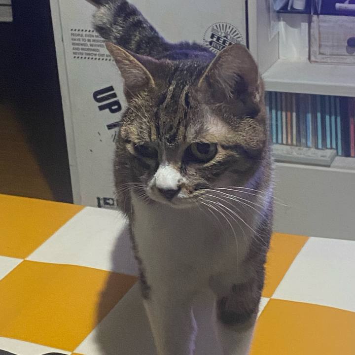 39ac4ee2 5a33 431b a1f5 11715d2a687f 1717602420746