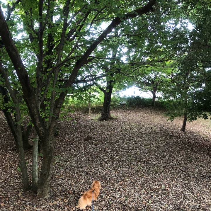 39ad3640 33ab 418f a0cf 6bc4bff7b473 1532726078177