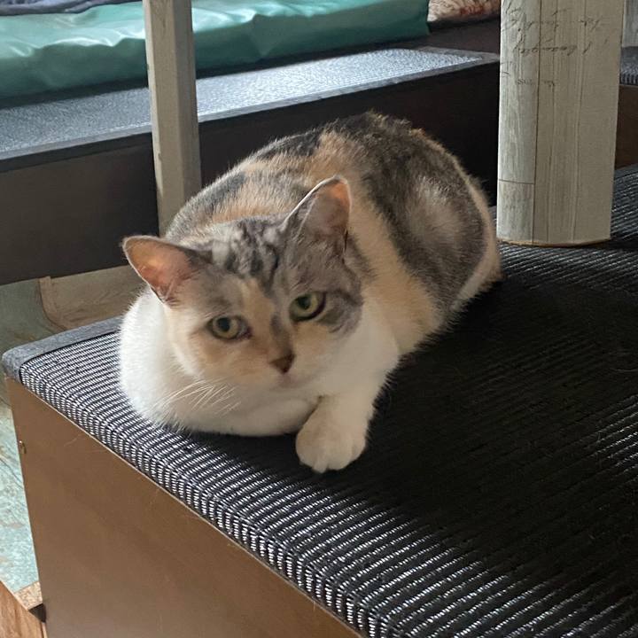 39b043ad c168 4715 9b66 d730e91c995c 1595118345381