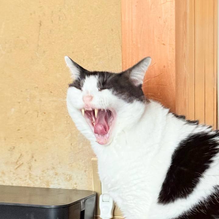 39b11fe4 b8ec 45cc 8b74 855bdc187cd9 1764122175949