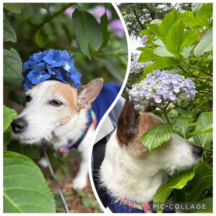 39b4c2de a14c 468e aecb b2c5bb45080a 1750029748536