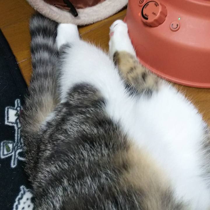 39ba1db3 b85d 490a 9e4f 9a211ff29222 1616411902732