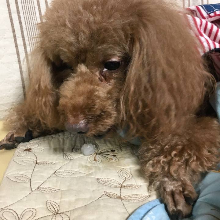 39ba4419 679b 4786 b5fe fed8f61e5c52 1530944356576