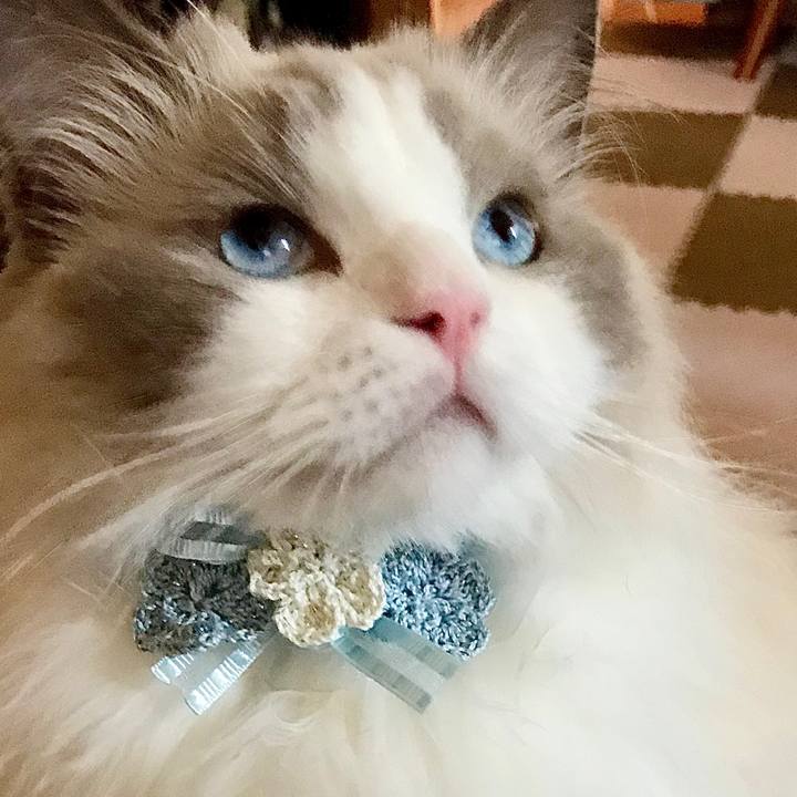 39bce87a df76 4b30 bc55 556a5652e1c7 1598265903461