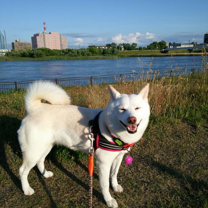 39bd18e9 e502 4a34 9dd0 f9c3fd67601c 1560332663098