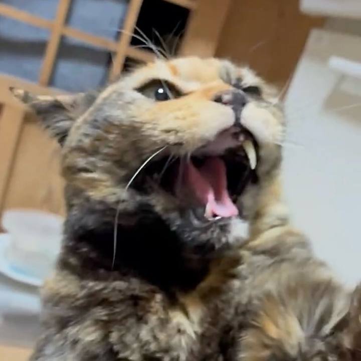 39bf8ff7 921c 4730 9afc 7171a69fc612 1774902707718