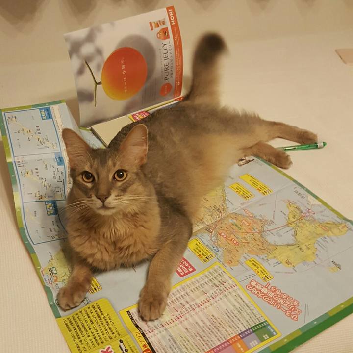 39c1154b b5cf 4e2e 8b56 5c0303506cb5 1530538199848