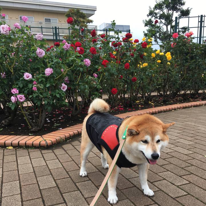 39c1fb31 020f 433b b086 1a870cca49ec 1603078843802